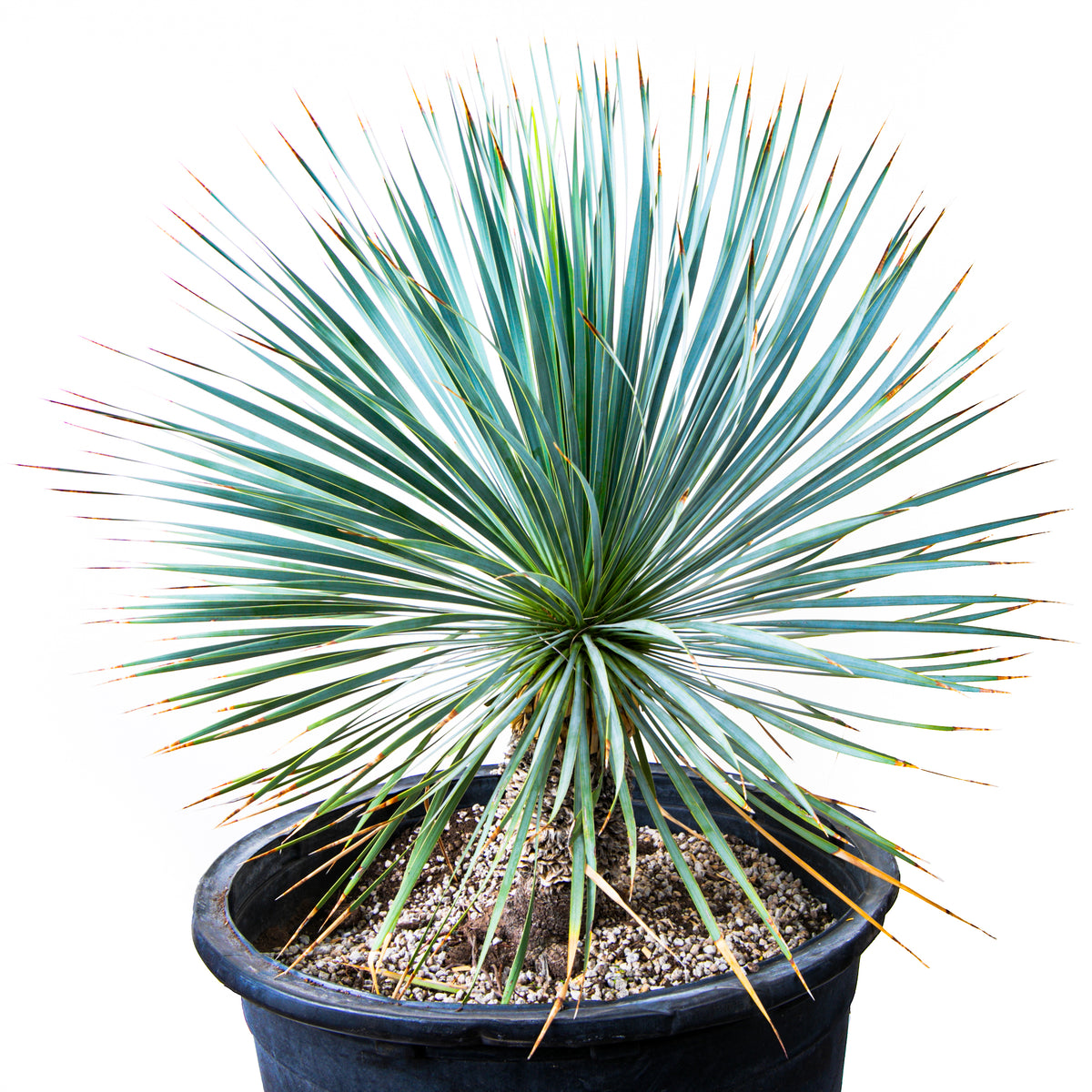 Large Live and Tall Yucca Rostrata Plant For Sale Online in a Cactus Nursery Container