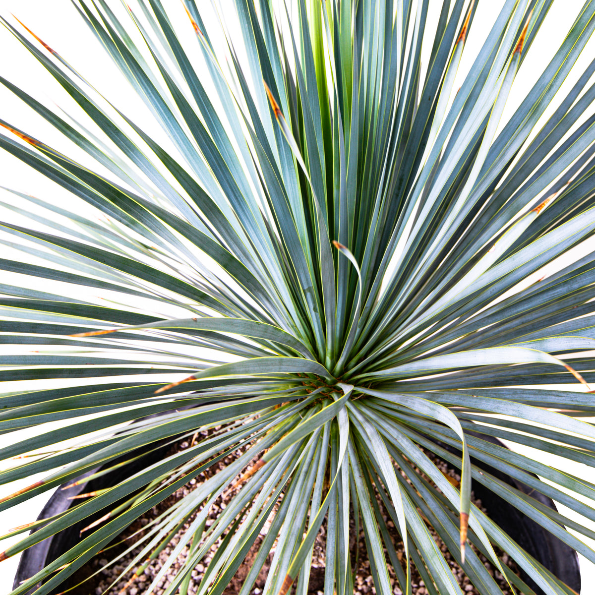 Close up of a Large Live and Tall Yucca Rostrata Plant For Sale Online in a Cactus Nursery Container