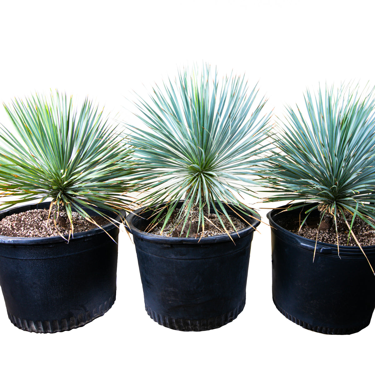Group of Three Large Live and Tall Yucca Rostrata Plants For Sale Online in Cactus Nursery Containers