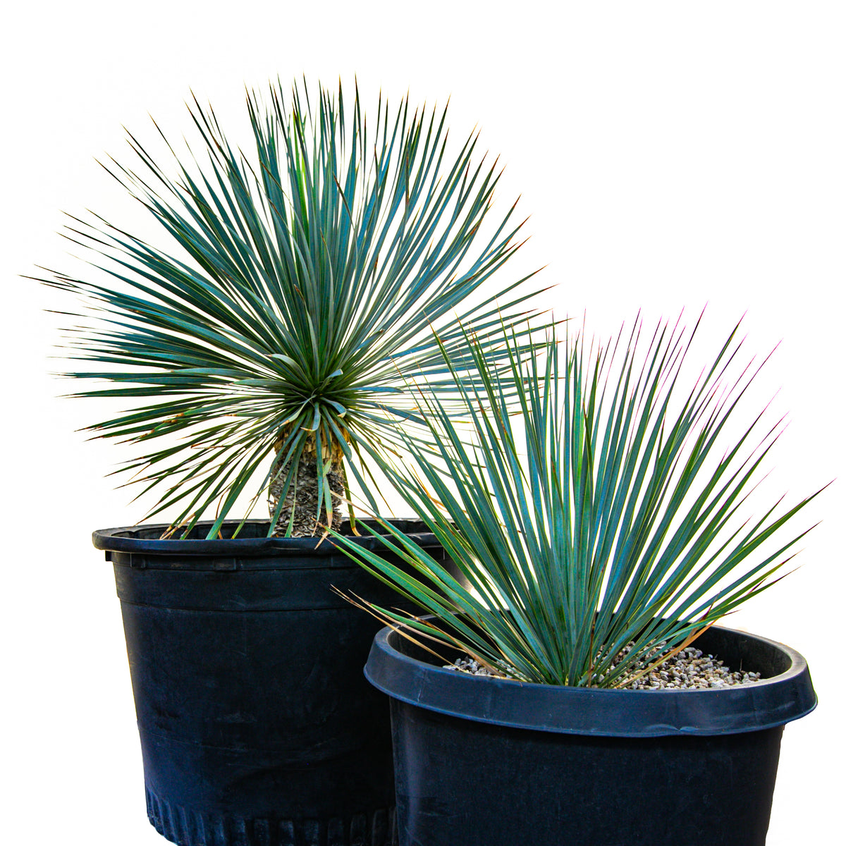 Different Sizes of Large Live and Tall Yucca Rostrata Plants For Sale Online in Cactus Nursery Containers