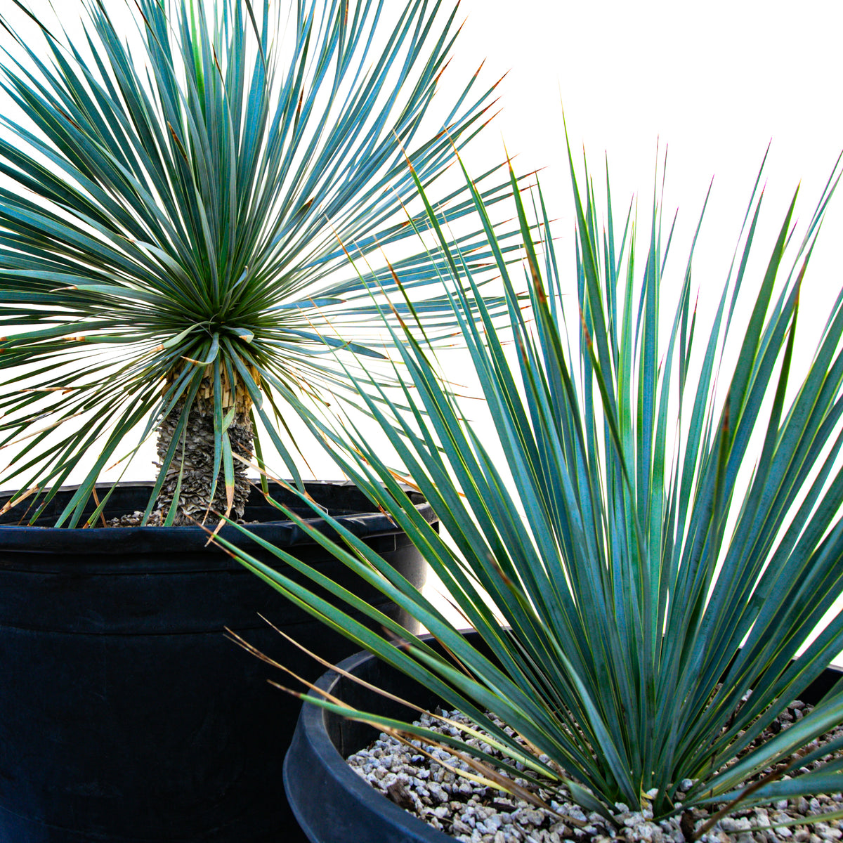 Close up Picture of Large Live and Tall Yucca Rostrata Plants For Sale Online in Cactus Nursery Containers