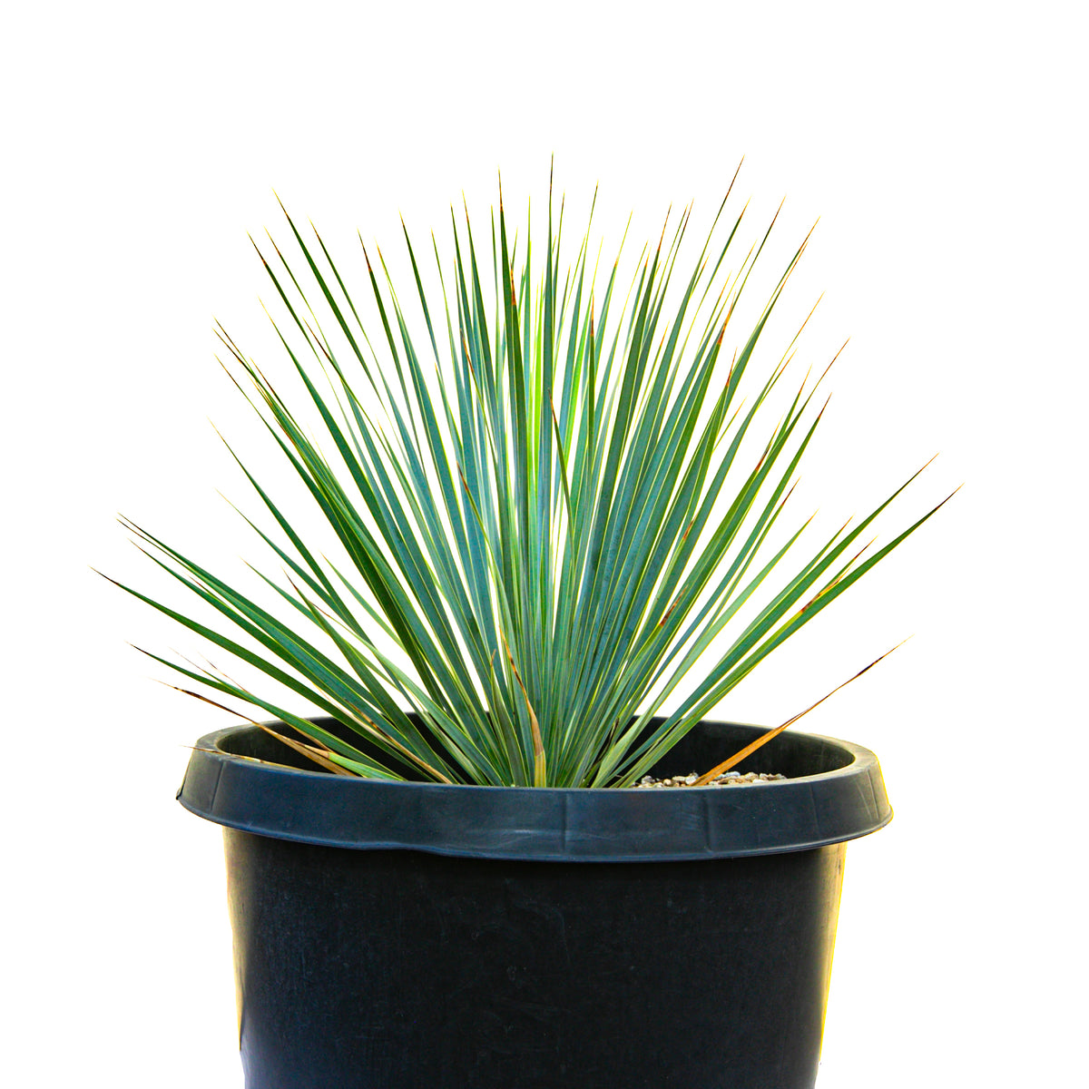 Large Live and Tall Yucca Rostrata Plant For Sale Online in a Fifteen Gallon Sized Cactus Nursery Container