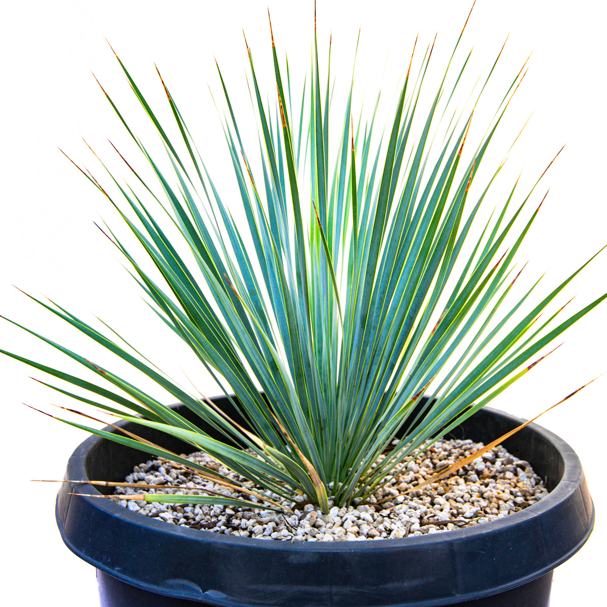Large Live and Tall Yucca Rostrata Plant For Sale Online in a 15gal Cactus Nursery Container