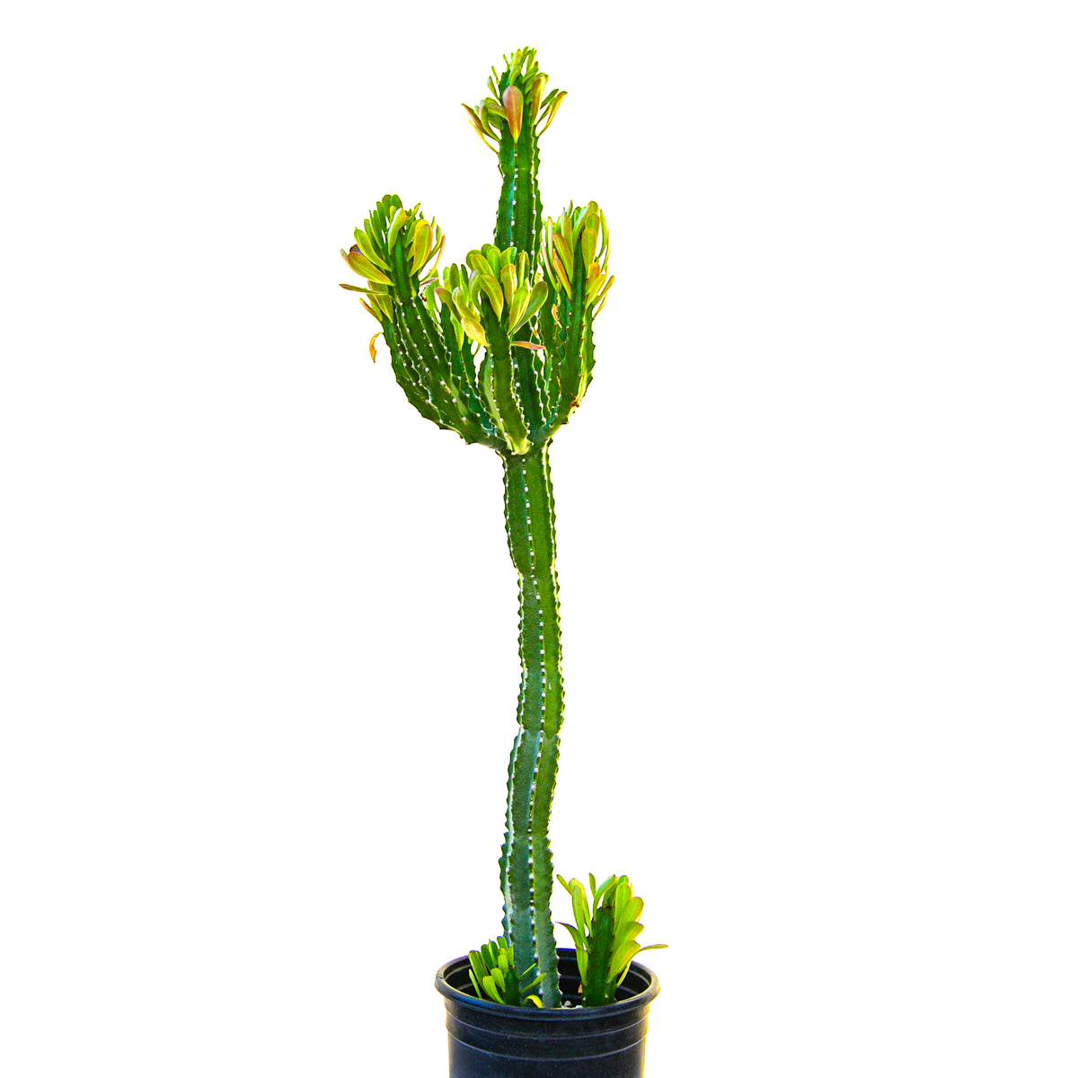 Large Tall and Branched Euphorbia Royaleana Cactus Plant For Sale Online in a 5gal Cactus Nursery Container