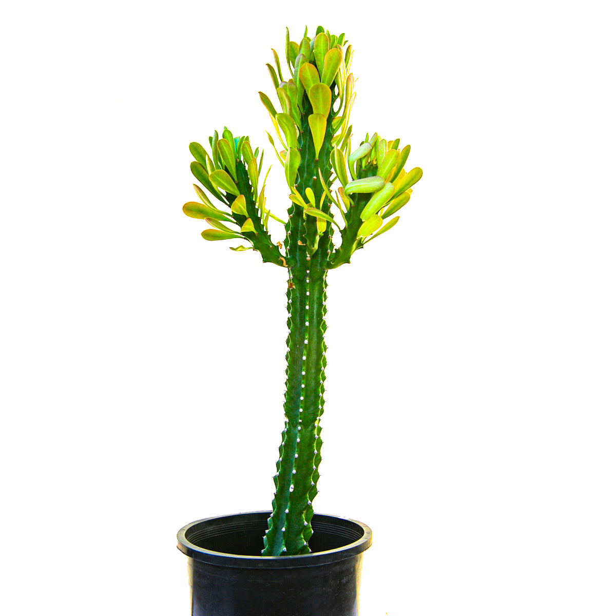 Large Tall and Branched Euphorbia Royaleana Cactus Plant For Sale Online in a 5gal Cactus Nursery Container