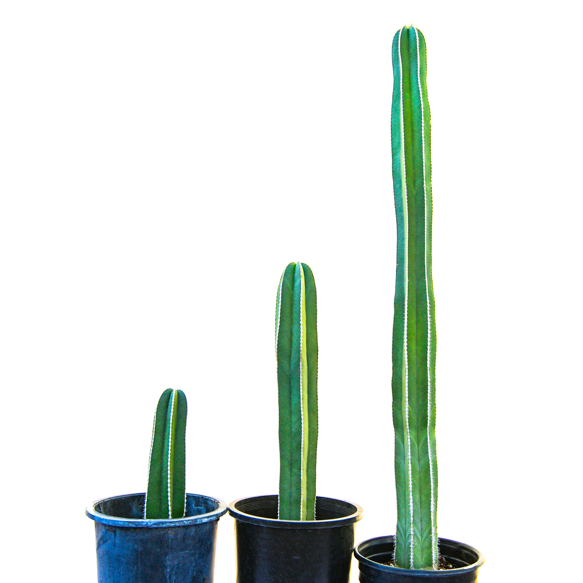 Three Large Mexican Fence Post Cactus Plants For Sale Online in Cactus Nursery Pots