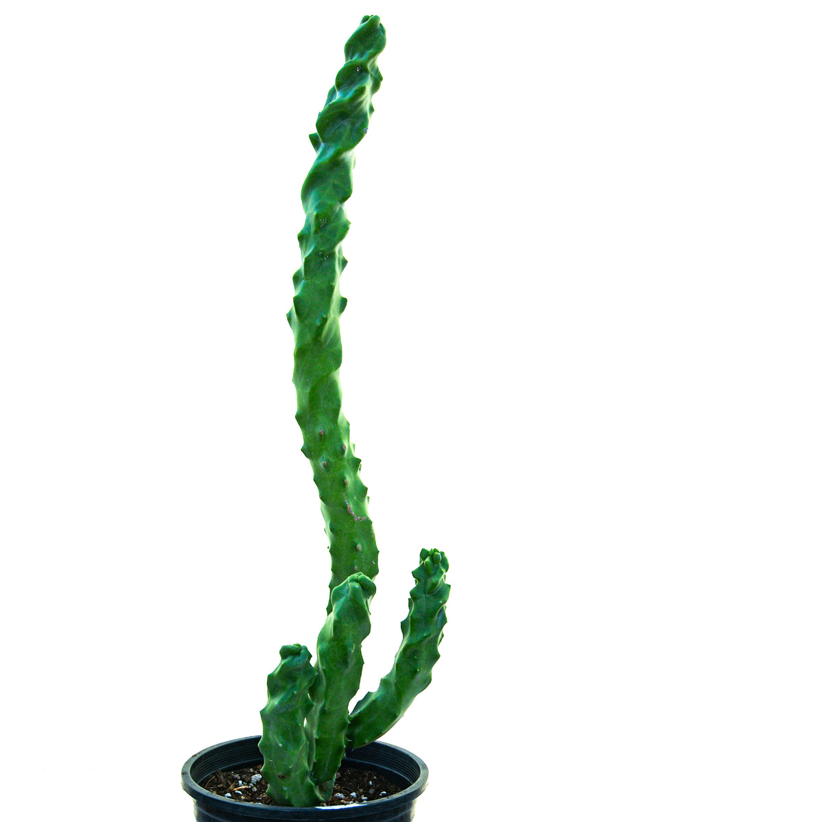 Tall winding Spiral Totem Pole Cactus with multiple arms, side view against white background, available for purchase through online sale