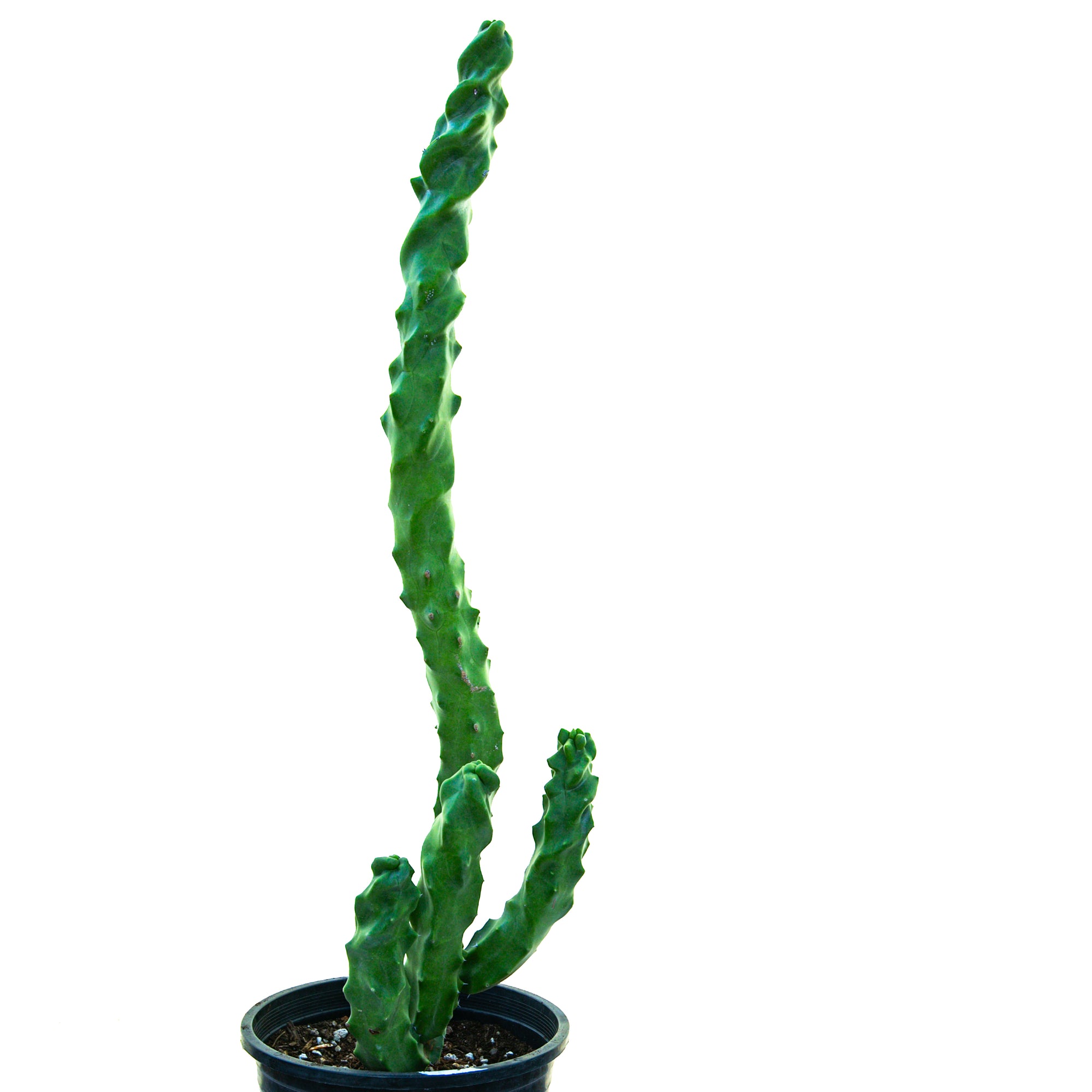 Tall winding Spiral Totem Pole Cactus with multiple arms, side view against white background, available for purchase through online sale