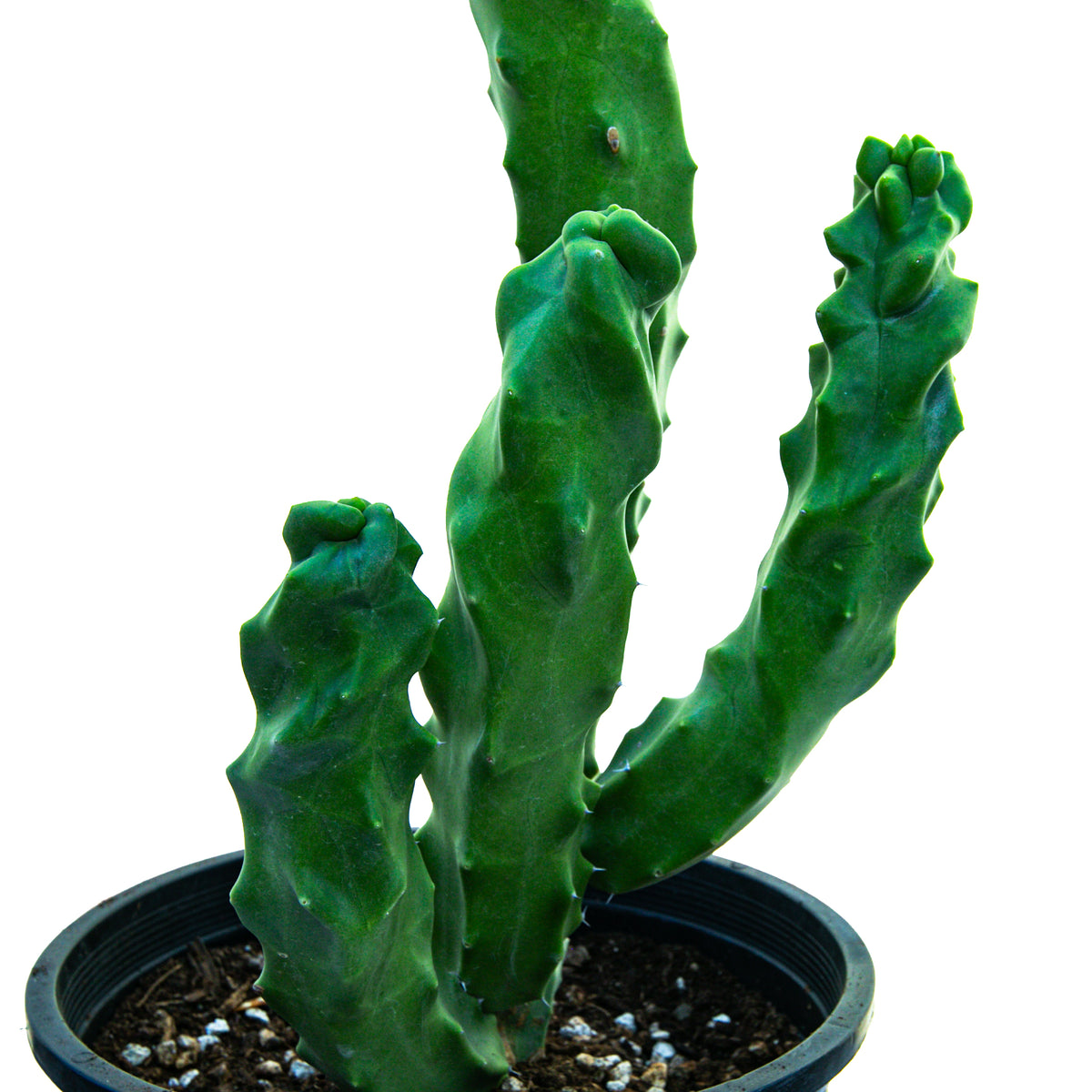 Closeup view of three arms growing at the base of a Spiral Totem Pole Cactus. Vibrant green cactus, available for purchase through online sale.