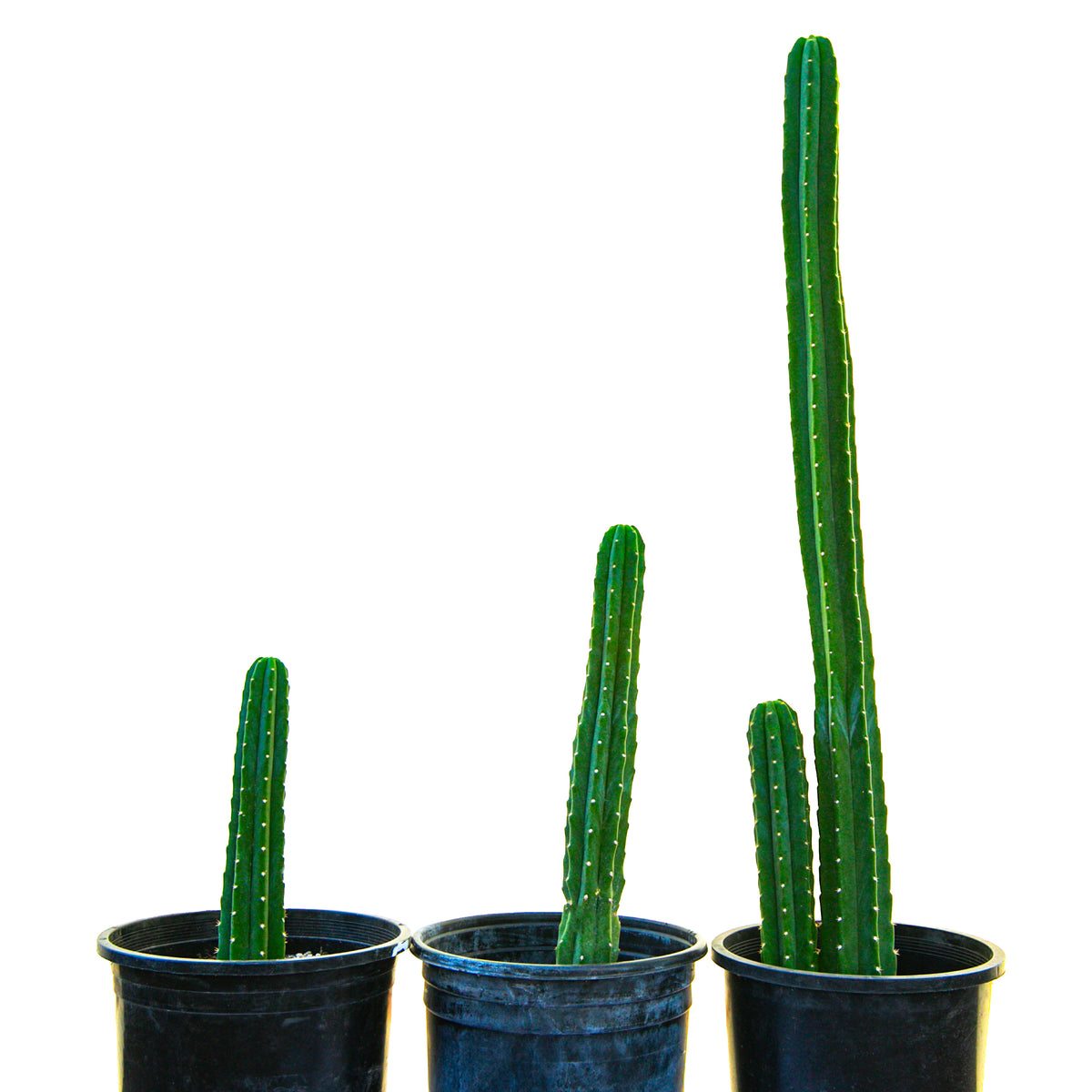 Group of Three Large Live San Pedro Cactus Trichocereus Pachanoi Cactus Plant For Sale online in a Five Gallon Cactus Nursery Pot