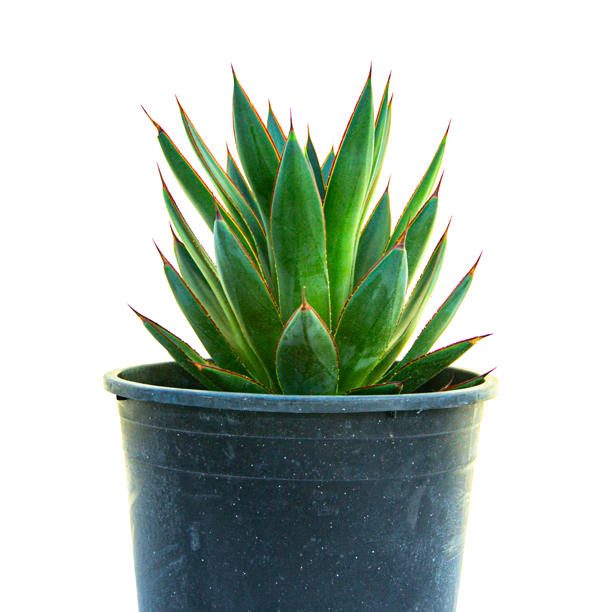 Agave &quot;Blue Glow&quot; Century Plant Succulent Plant For Sale in a 5gal Cactus Nursery Container