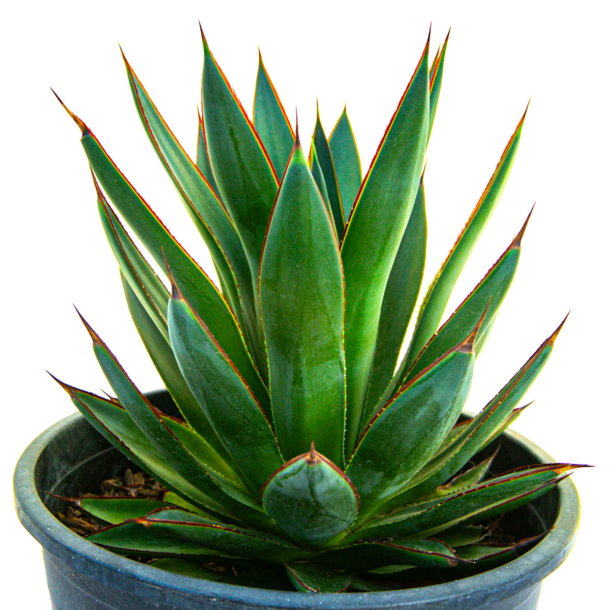 Agave &quot;Blue Glow&quot; Century Plant Succulent Plant For Sale in a 5gal Cactus Nursery Container