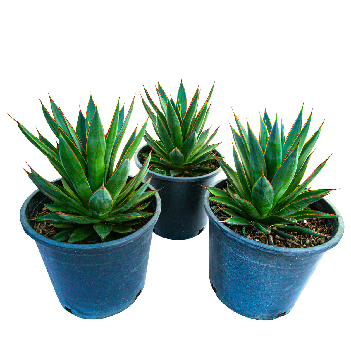 Three Agave &quot;Blue Glow&quot; Century Plant Succulent Plants For Sale in a 5gal Cactus Nursery Container