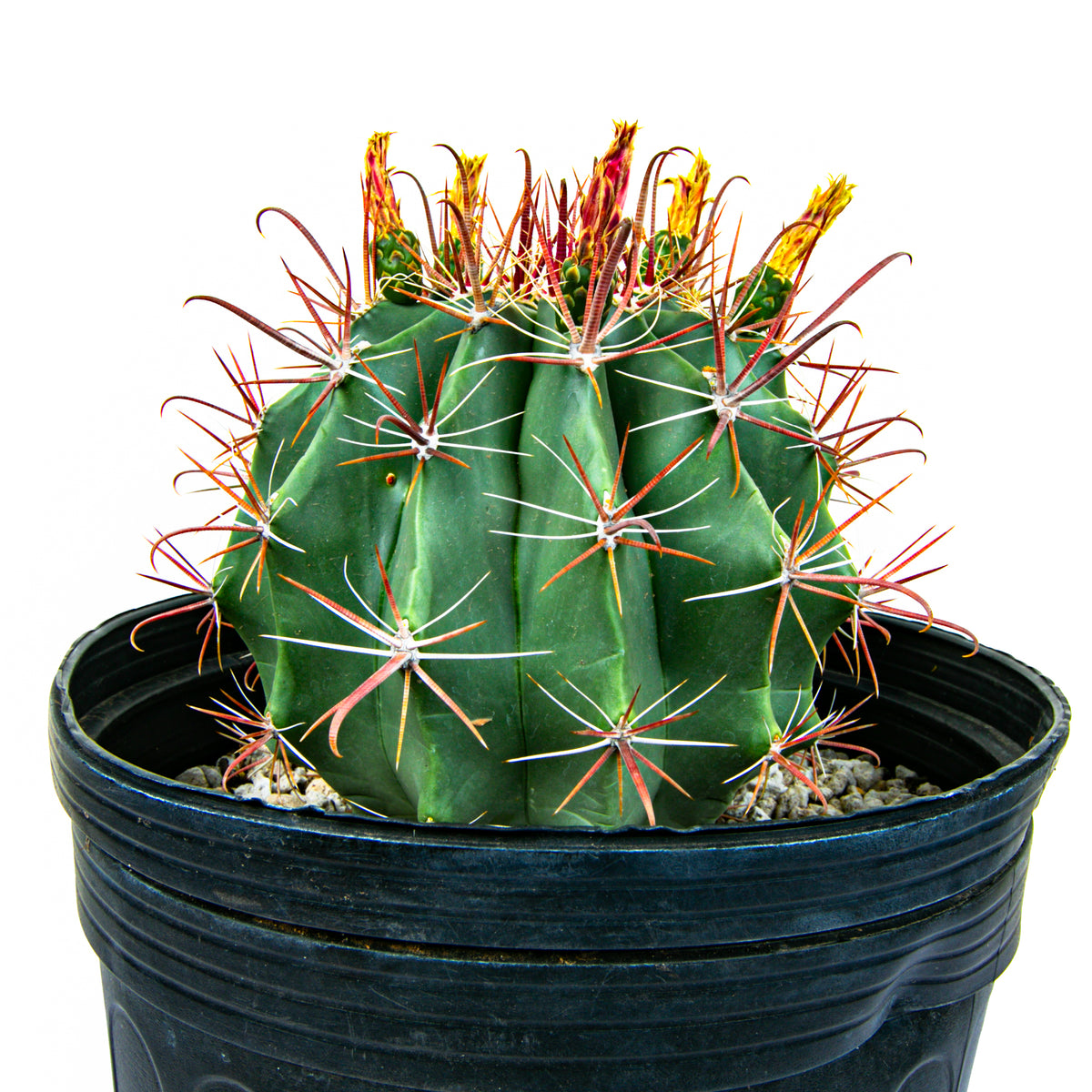Southwestern Barrel Cactus