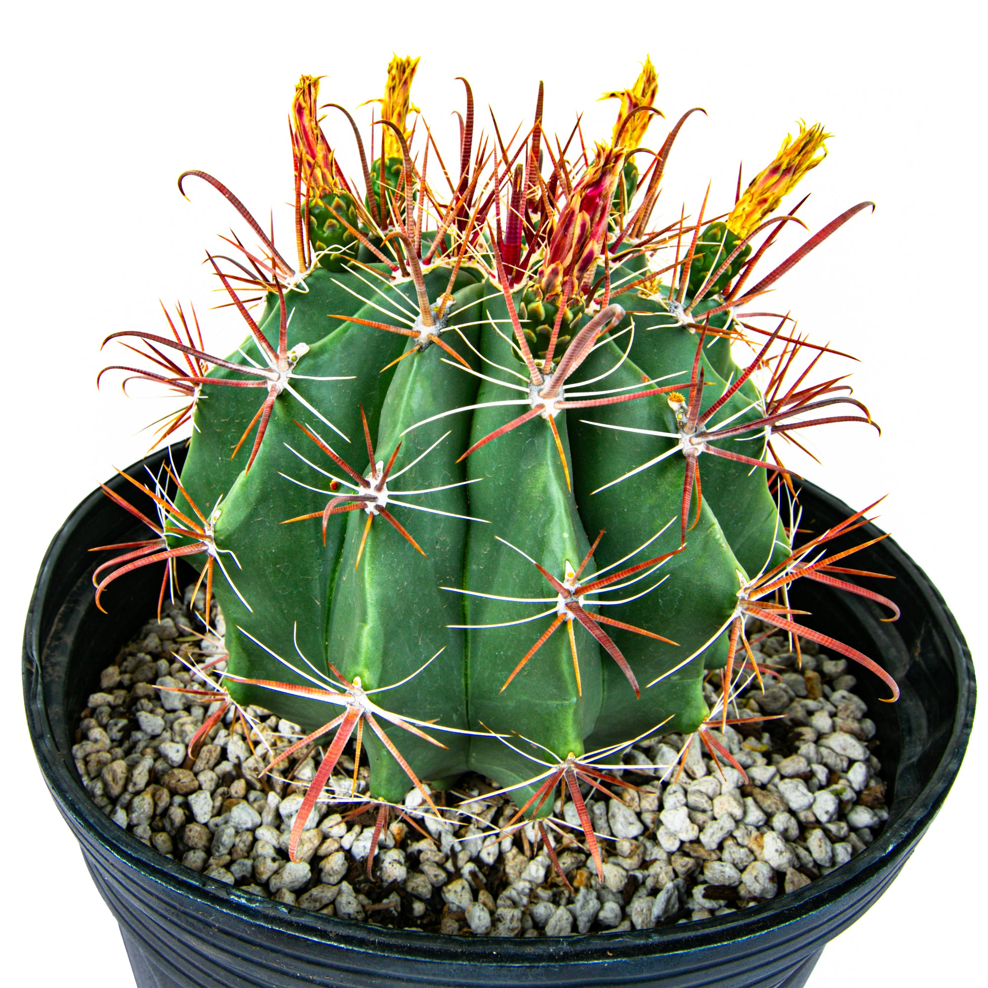 Southwest fish-hook Barrel Cactus Ferocactus wislizenii For Sale Online in a 5gal Cactus Nursery Pot