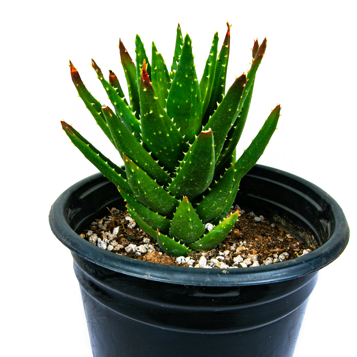 Aloe Nobilis Golden Toothed Aloe Succulent Plant For Sale in a 5gal Cactus Nursery Container