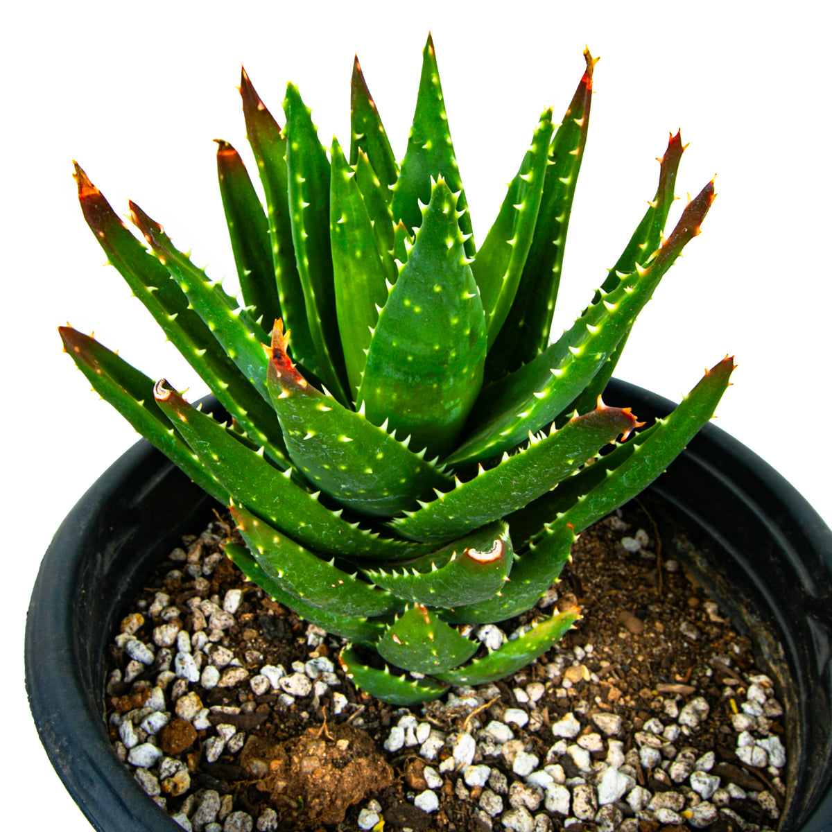 Aloe Nobilis Golden Toothed Aloe Succulent Plant For Sale in a 5gal Cactus Nursery Container