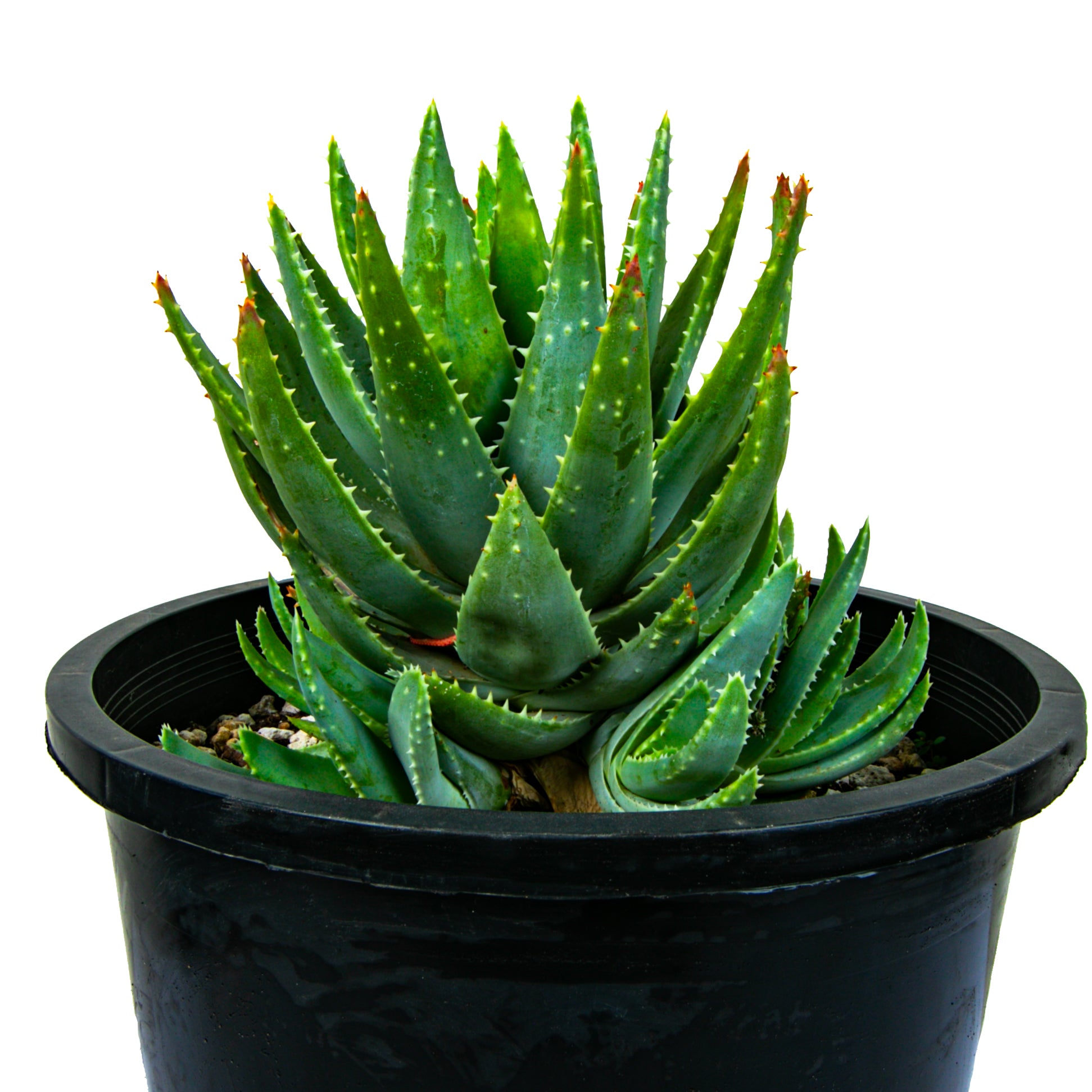 Terreau Cactus (10 L)  Ets Horticoles Flamand