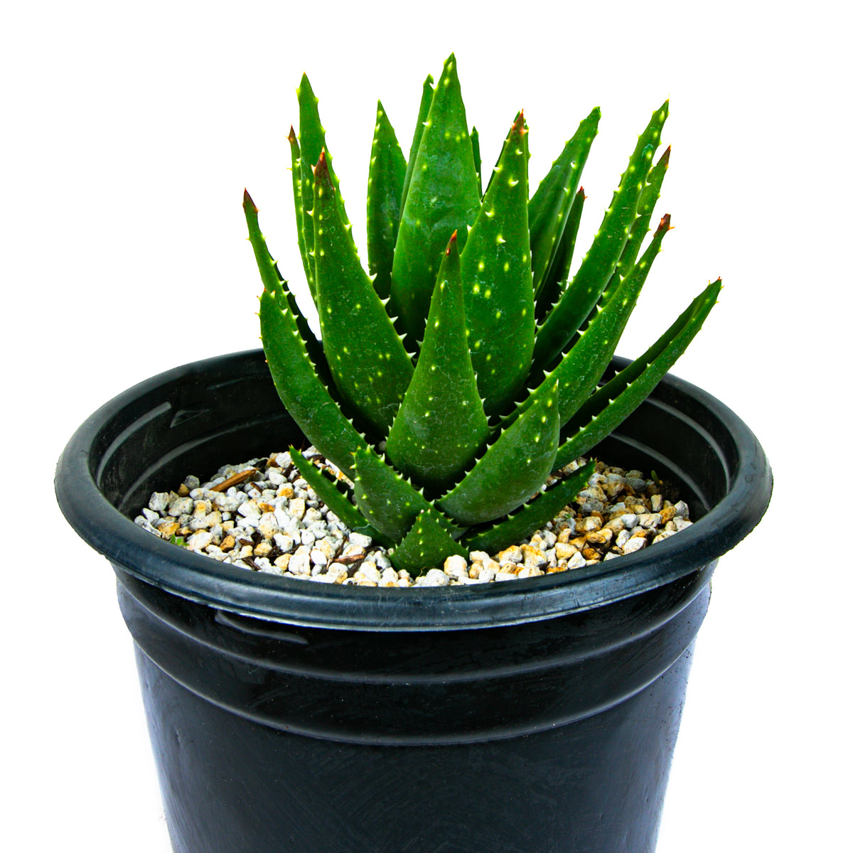 Aloe Nobilis Golden Toothed Aloe Succulent Plant For Sale in a 5gal Cactus Nursery Container