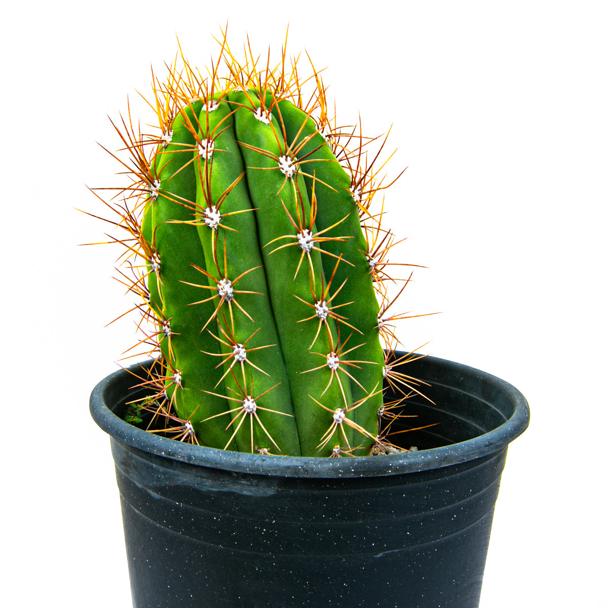 Large Live South American Saguaro Cactus Trichocereus Terscheckii Cactus Plant For Sale Online in a Cactus Nursery Pot