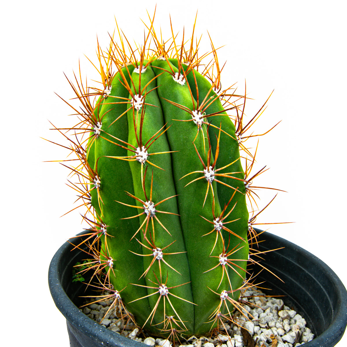 Large Live South American Saguaro Cactus Trichocereus Terscheckii Cactus Plant For Sale Online  in a Cactus Nursery Pot