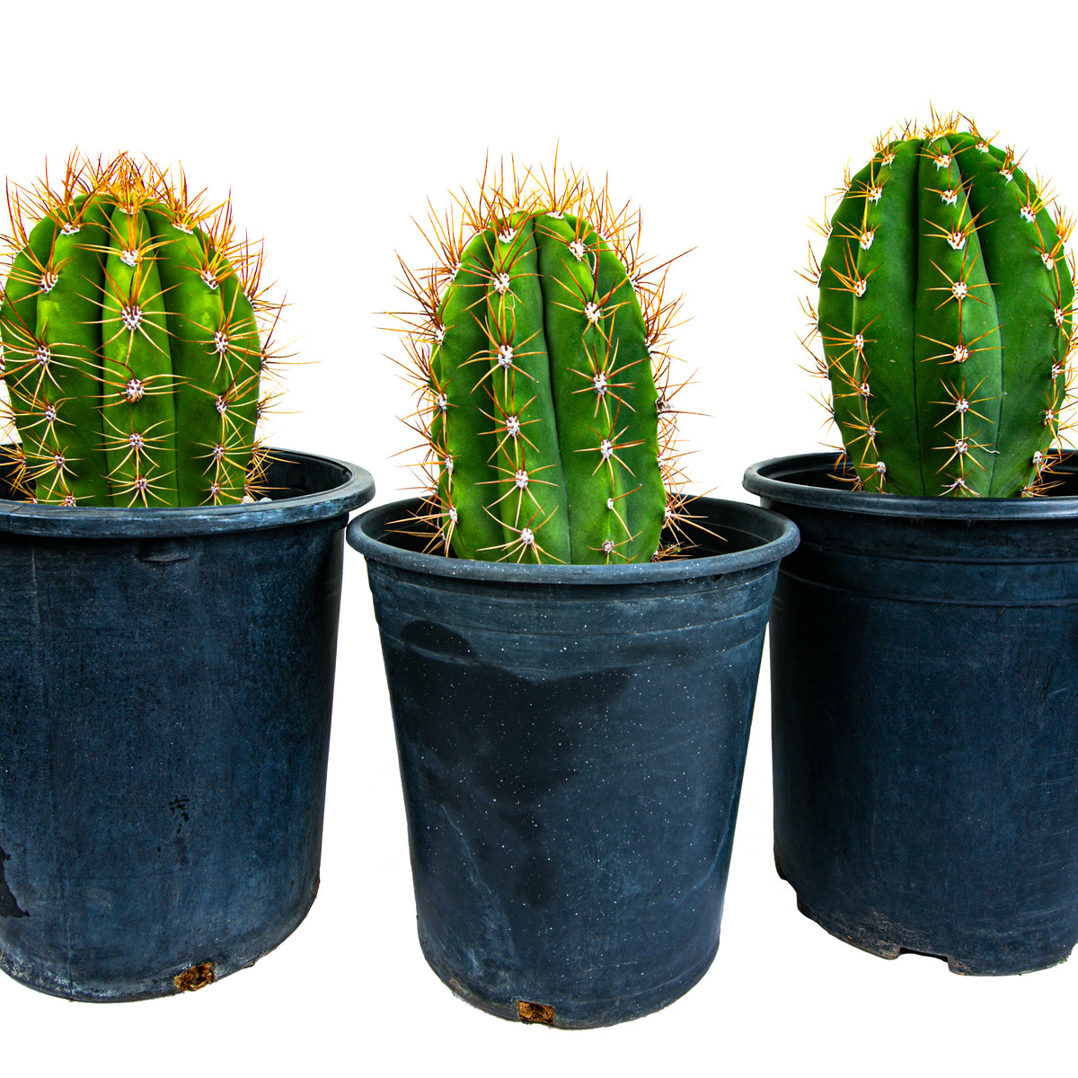 Group of Three Large Live South American Saguaro Cactus Trichocereus Terscheckii Cactus Plants For Sale Online  in Cactus Nursery Pots