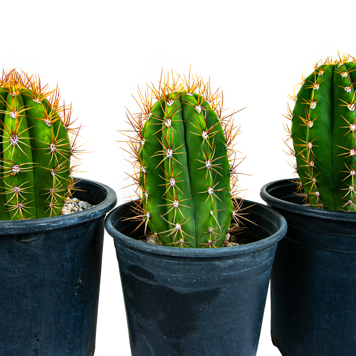 Close Up of Large Live South American Saguaro Cactus Trichocereus Terscheckii Cactus Plants For Sale Online  in a Cactus Nursery Pot