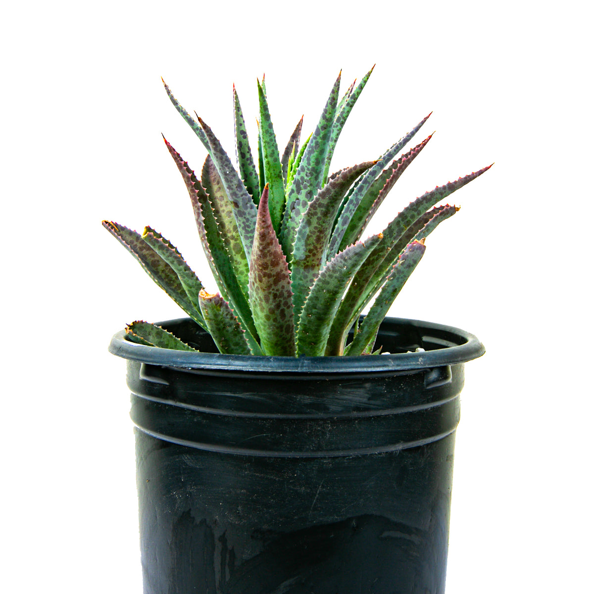 Mangave &#39;Bloodspot&#39; Succulent Plant for Sale Online in a 5gal Cactus Nursery Pot