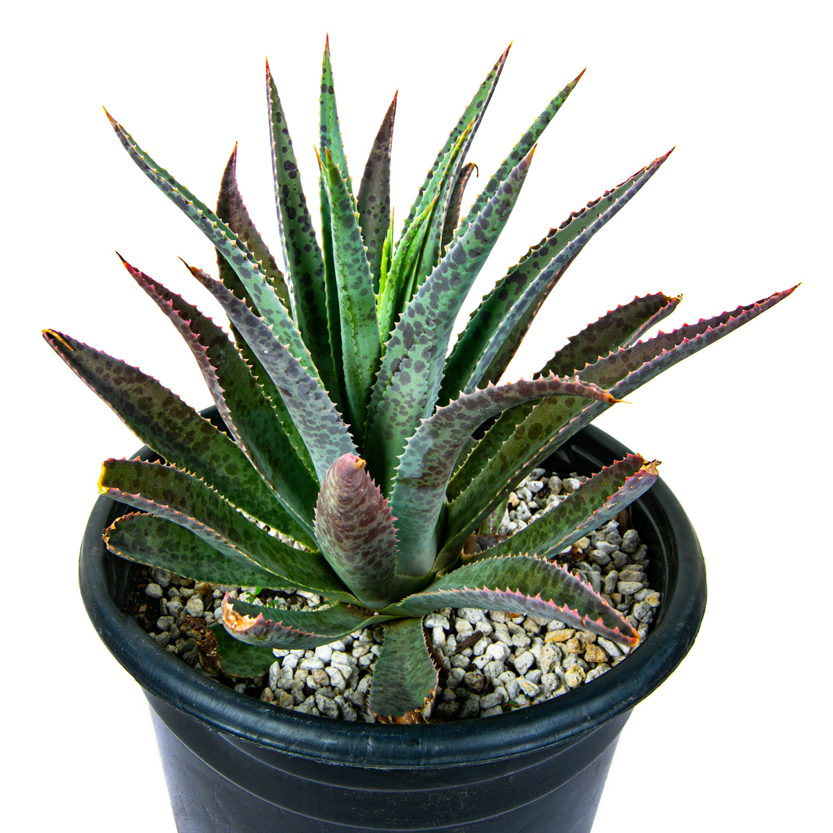 Mangave &#39;Bloodspot&#39; Succulent Plant for Sale Online in a 5gal Cactus Nursery Pot