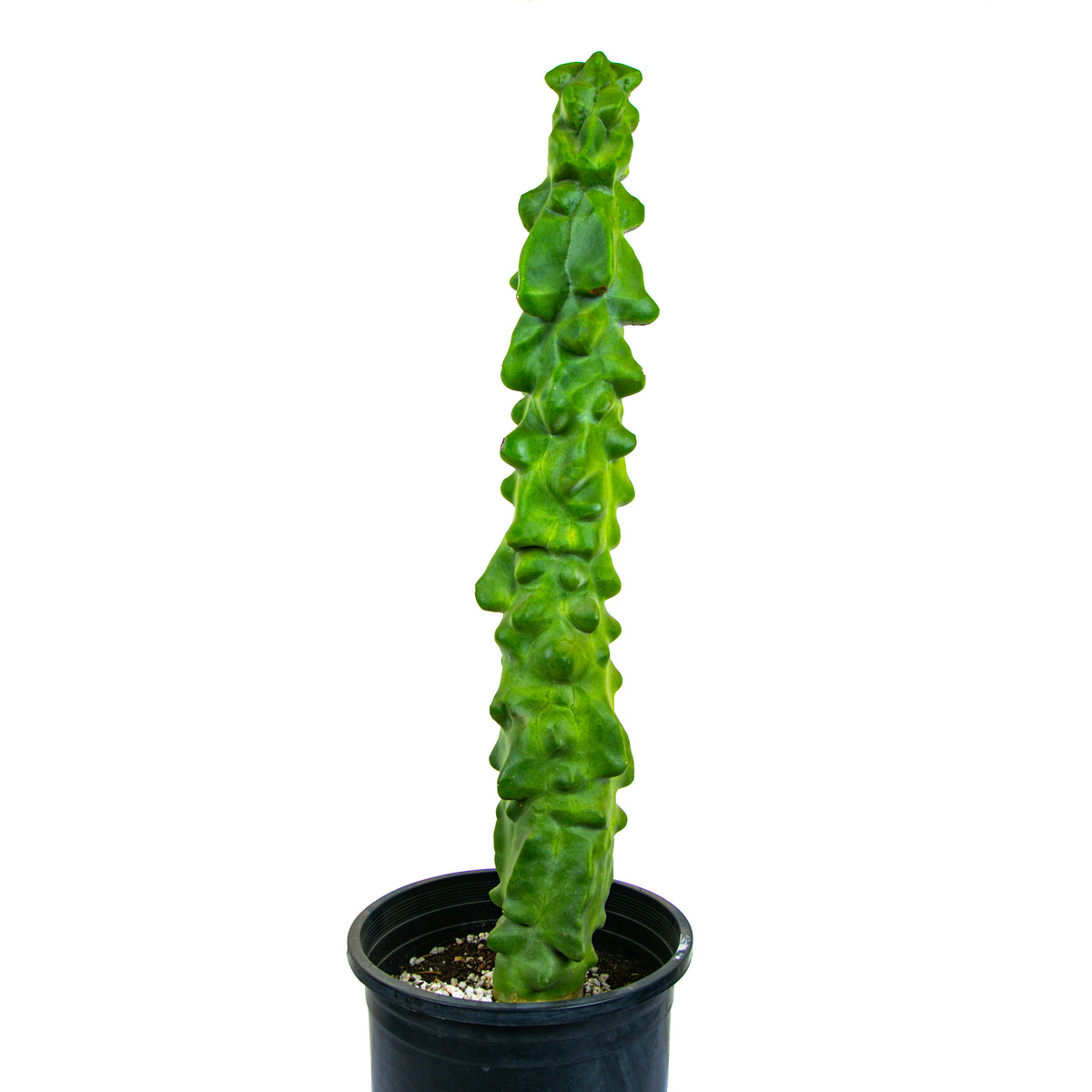  Tall Large and Mature Totem Pole Cactus Lophocereus Schotti Monstrosus Cactus Plants for Sale Online in Cactus Nursery Pots