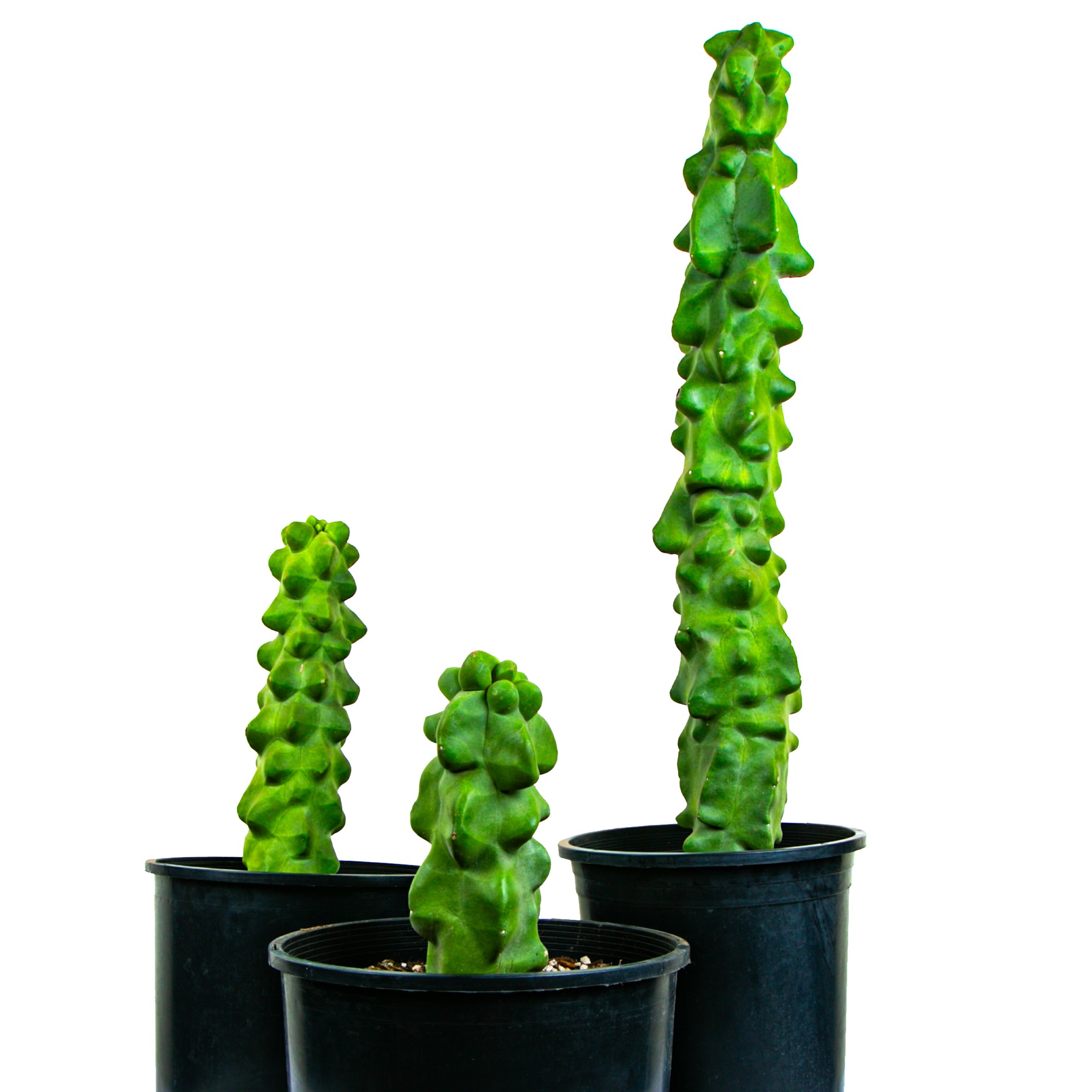 Three Tall Large and Mature  Totem Pole Cactus Lophocereus Schotti Monstrosus Cactus Plants for Sale Online in Cactus Nursery Pots