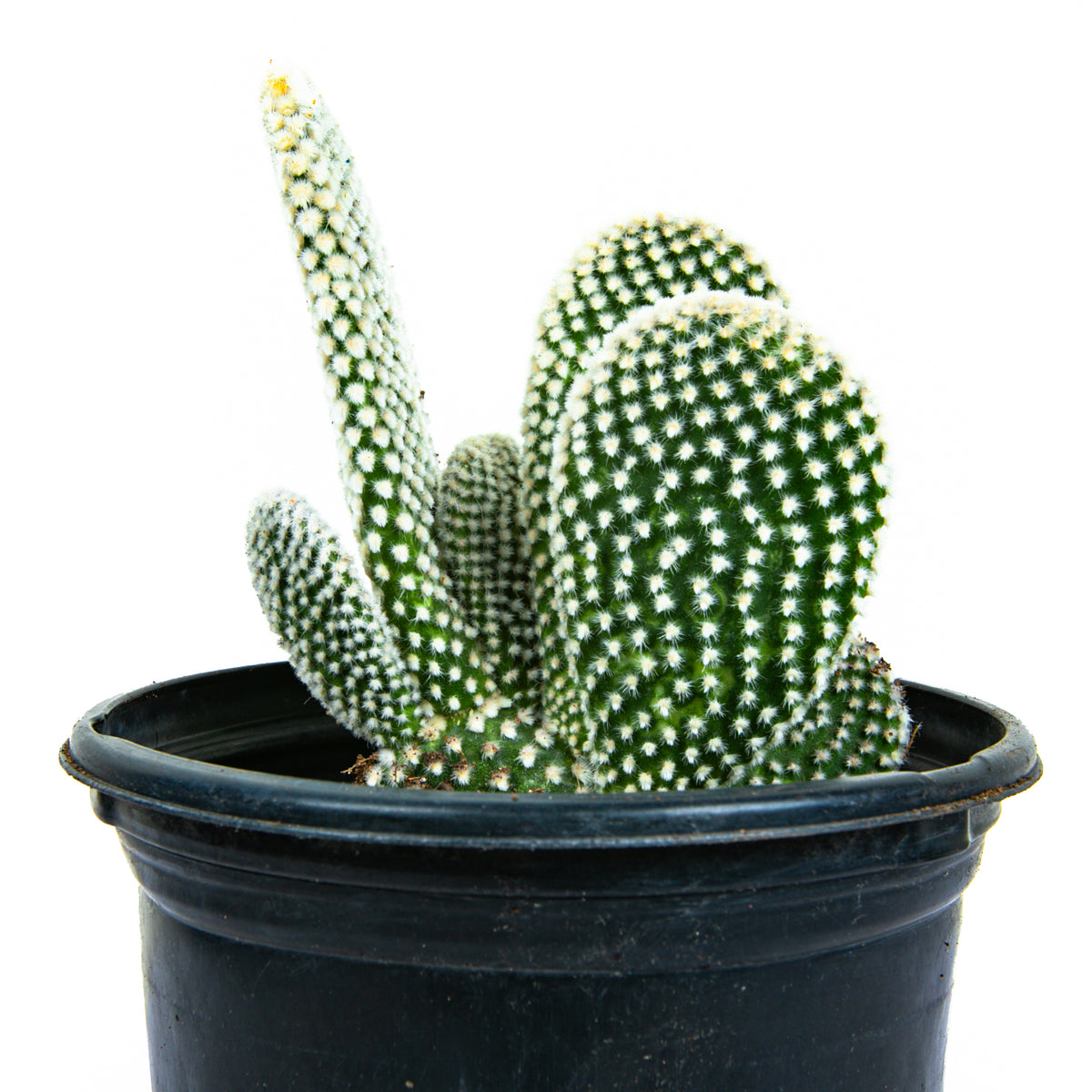 White Bunny Ears Prickly Pear