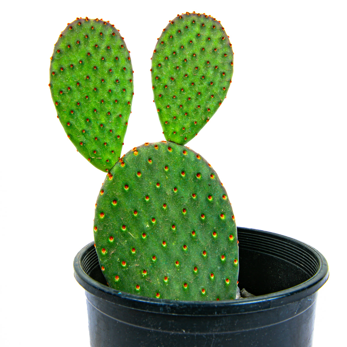 One Gallon Size Opuntia Rufida &quot;Cinnamon Prickly Pear&quot; Plant ro Sale Online