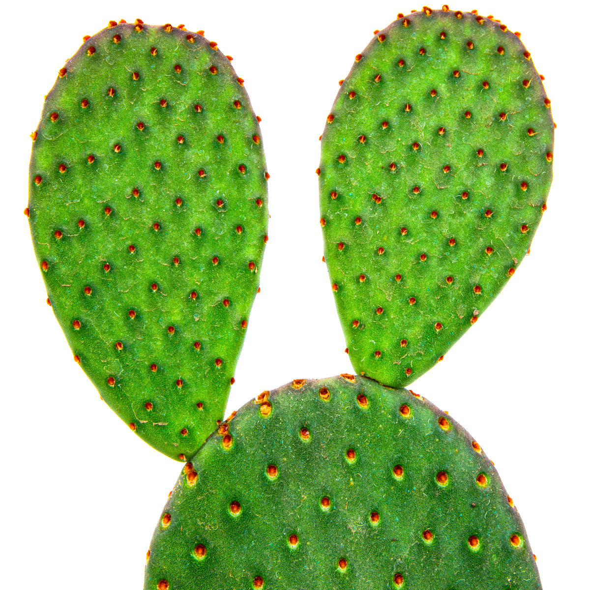 One Gallon Size Opuntia Rufida &quot;Cinnamon Prickly Pear&quot; Plant ro Sale Online
