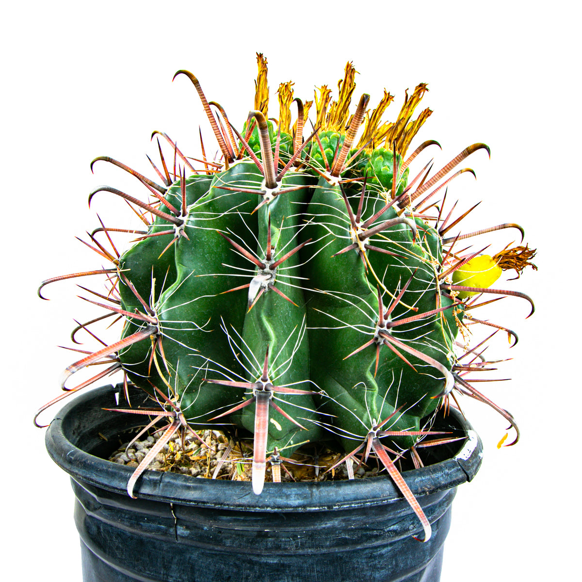 5gal Ferocactus herrarae Twisted Spine Barrel Cactus Plant For Sale Online in a Cactus Nursery Pot