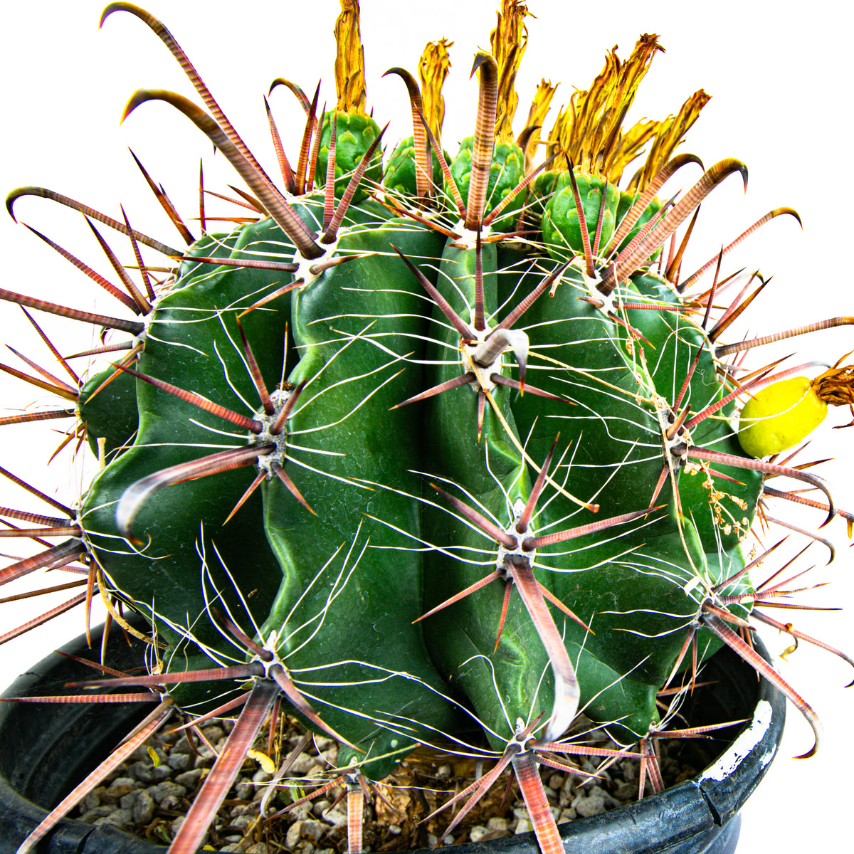 5gal Ferocactus herrarae Twisted Spine Barrel Cactus Plant For Sale Online in a Cactus Nursery Pot