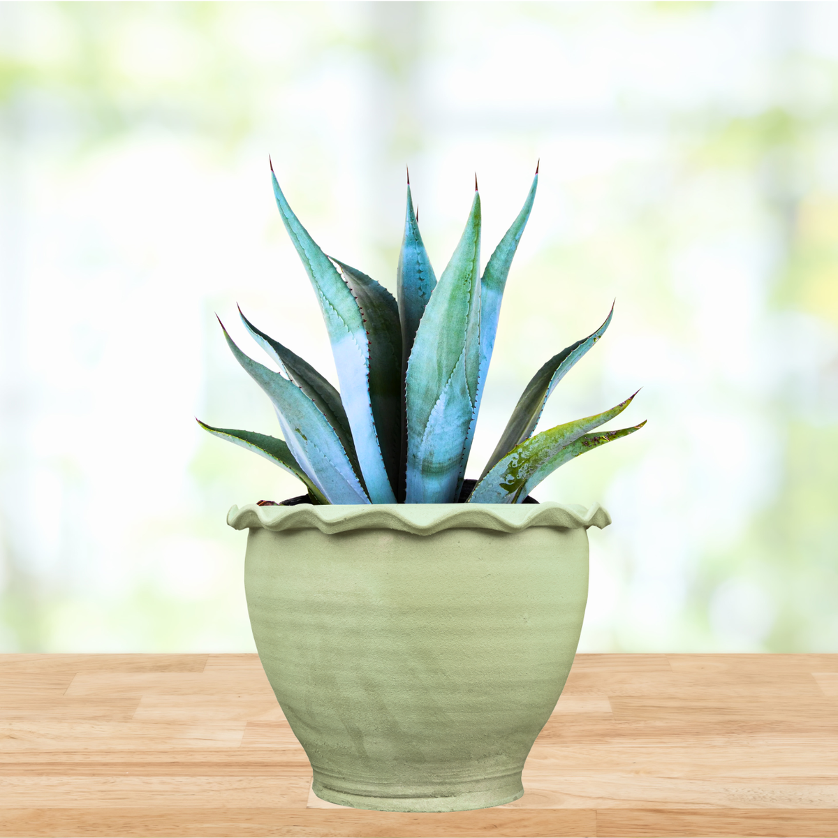 Agave Franzosinii