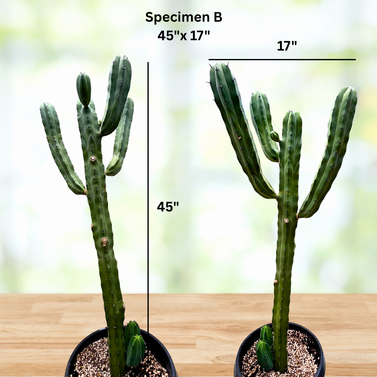 Blue Flame Cactus