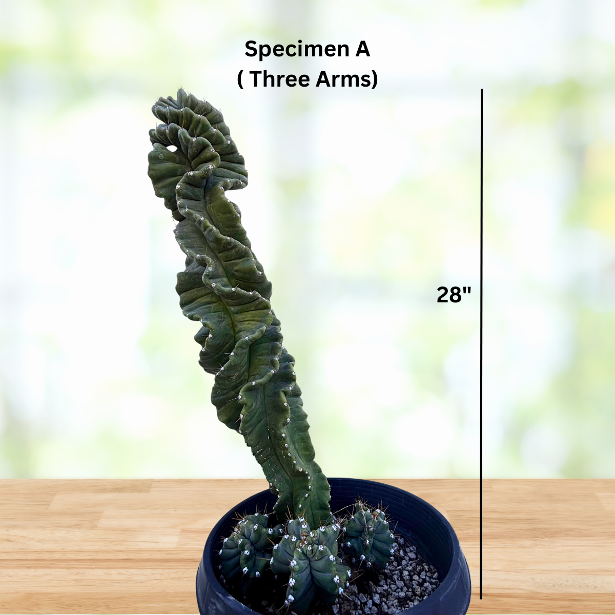 twisty succulent Cereus Twist Cactus