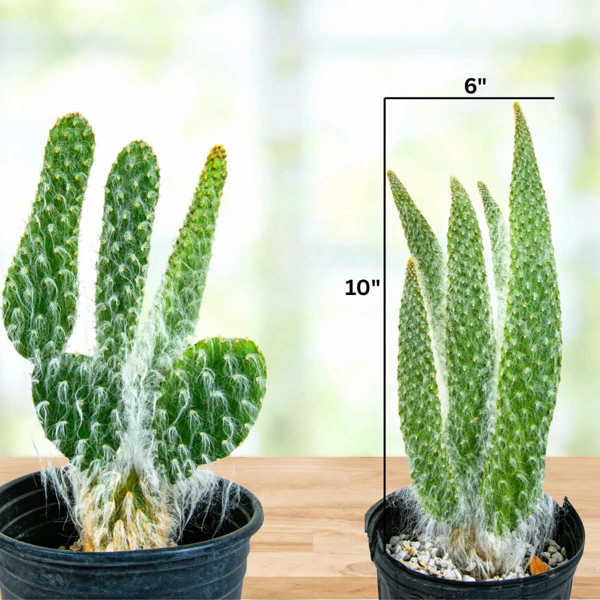 "Snow White" Prickly Pear