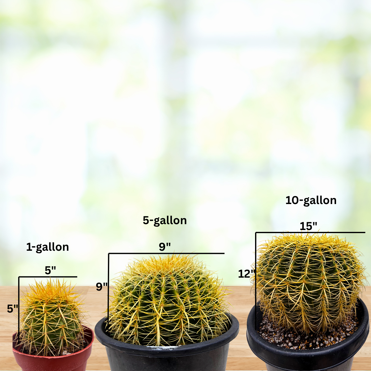 Golden Barrel Cactus