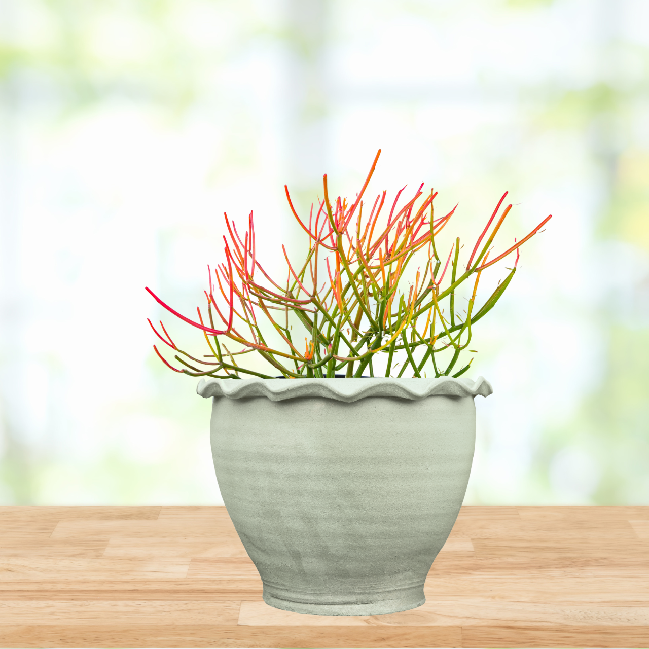 succulent stick plant Firestick Plant for Sale | Euphorbia Fire Sticks Succulent