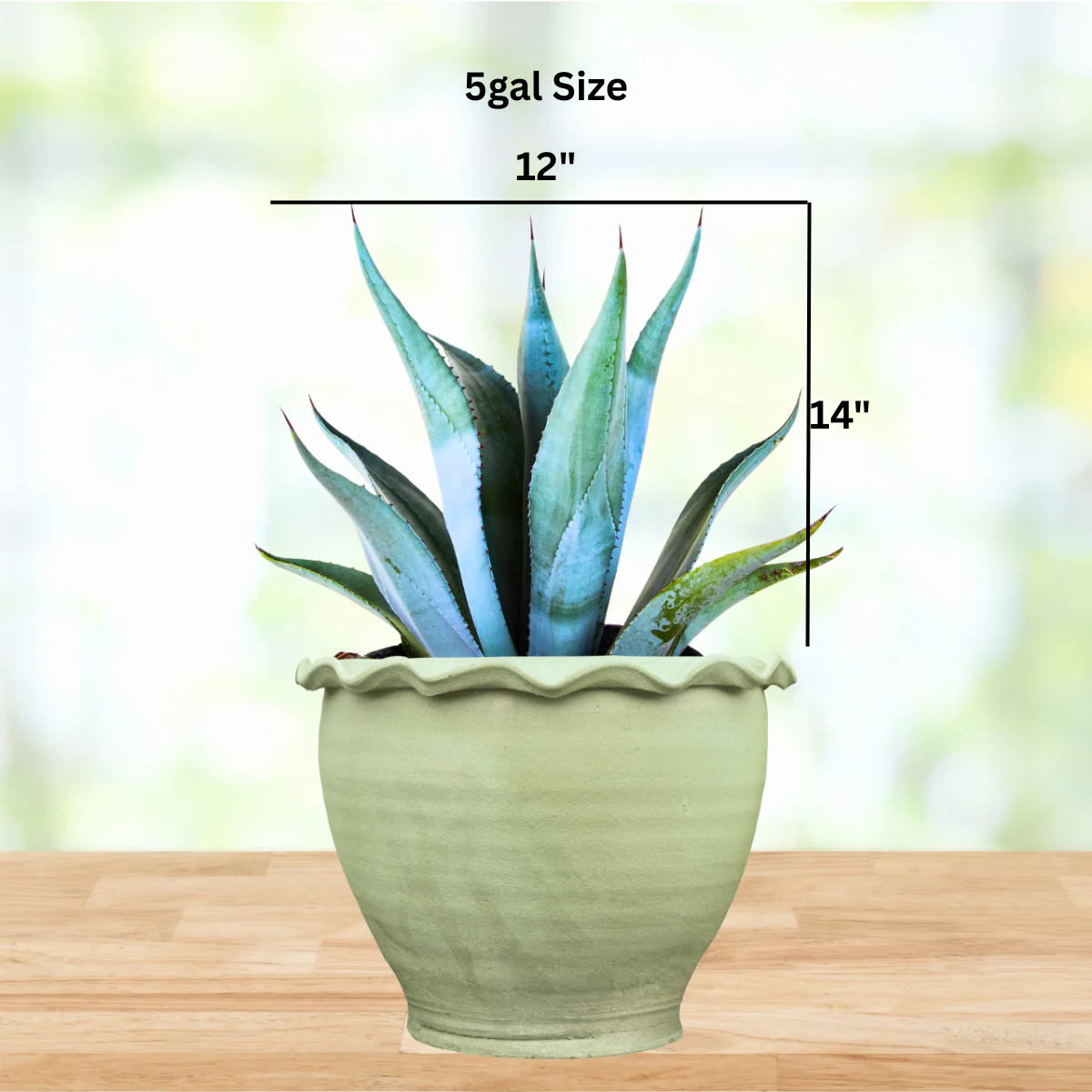 Large Blue Agave Franzosinii For Sale| Blue Agave Plant For Sale Large Blue Agave Franzosinii For Sale| Blue Agave Plant For Sale