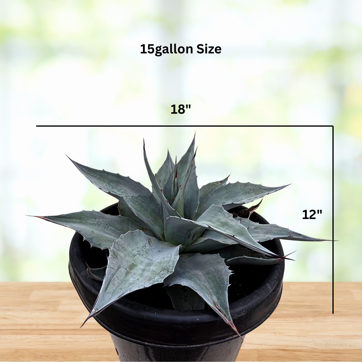 Whale’s Tongue Agave (Agave ovatifolia)