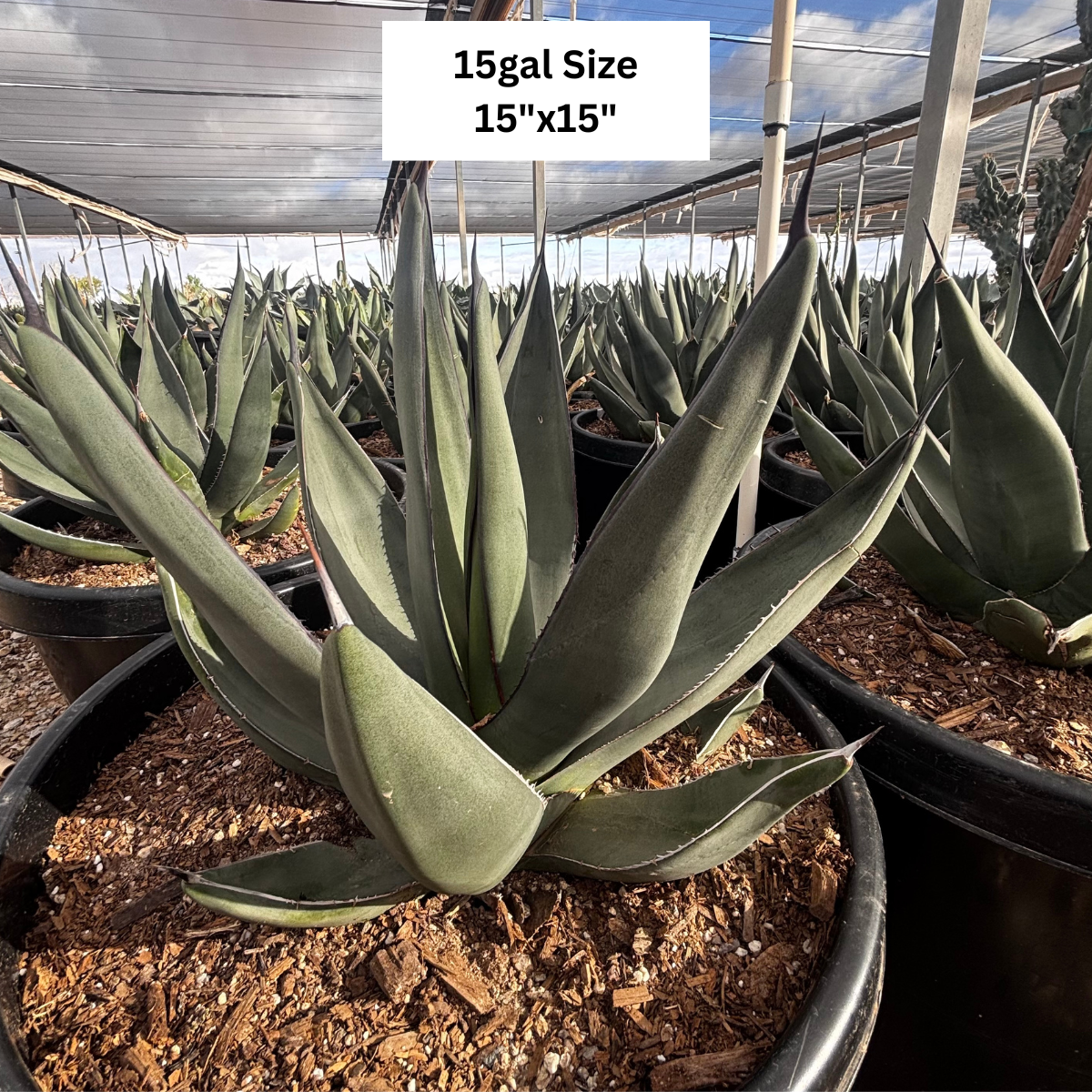 Sharkskin Agave for Sale | Textured Blue Agave - The Cactus Outlet Sharkskin Agave for Sale | Textured Blue Agave - The Cactus Outlet
