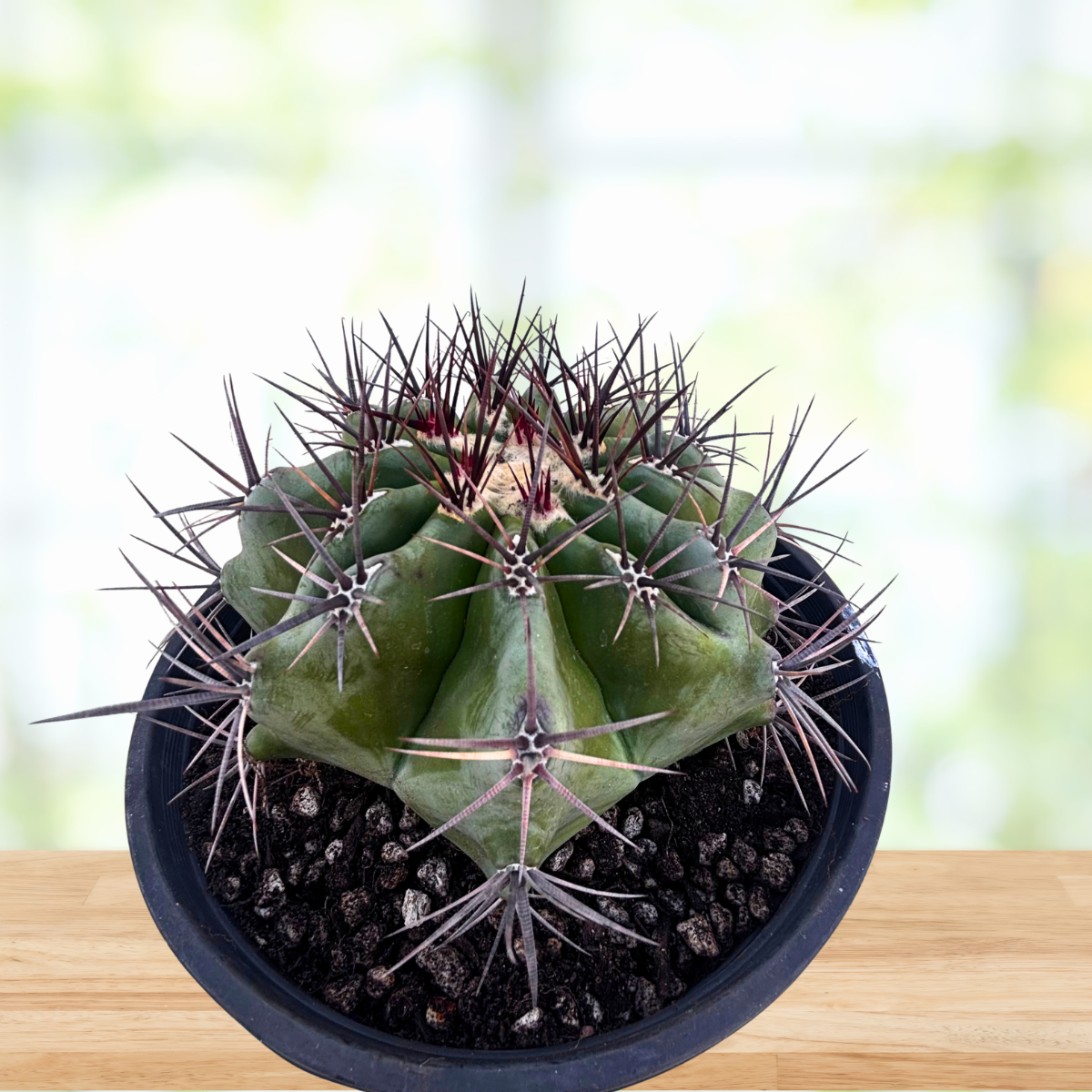 Potted barrel cactus with spiky green plant on a wooden surface