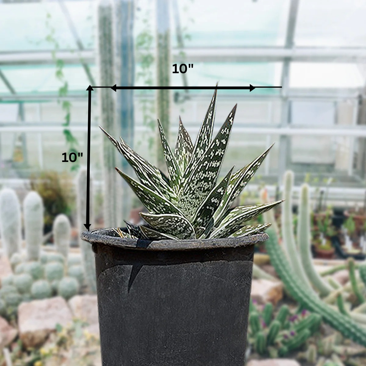 tiger aloe vera plant Partridge Breast Aloe