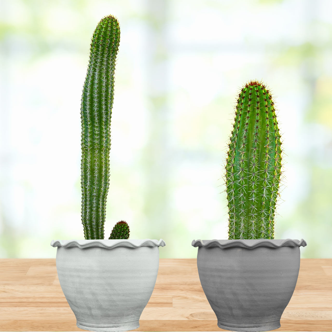 types of organ pipe cactus Organ Pipe Cactus| Large Stenocereus thurberi Cactus For Sale Online
