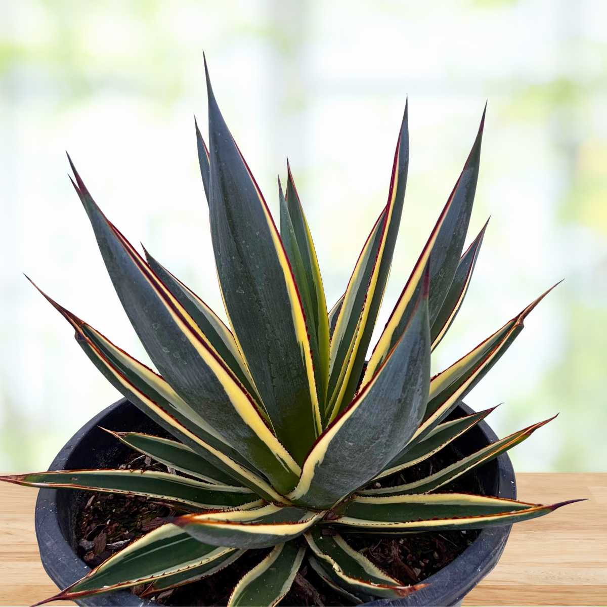 Potted Agave 'Snow Glow' plants with striped leaves on a wooden 