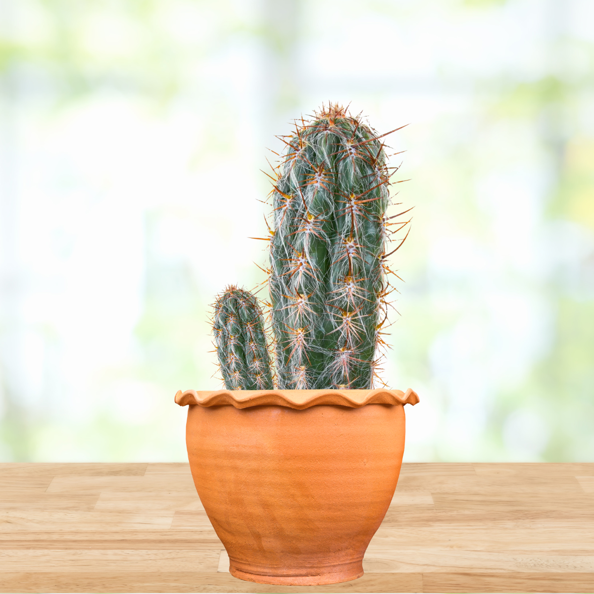 Old Man of the Andes Cactus